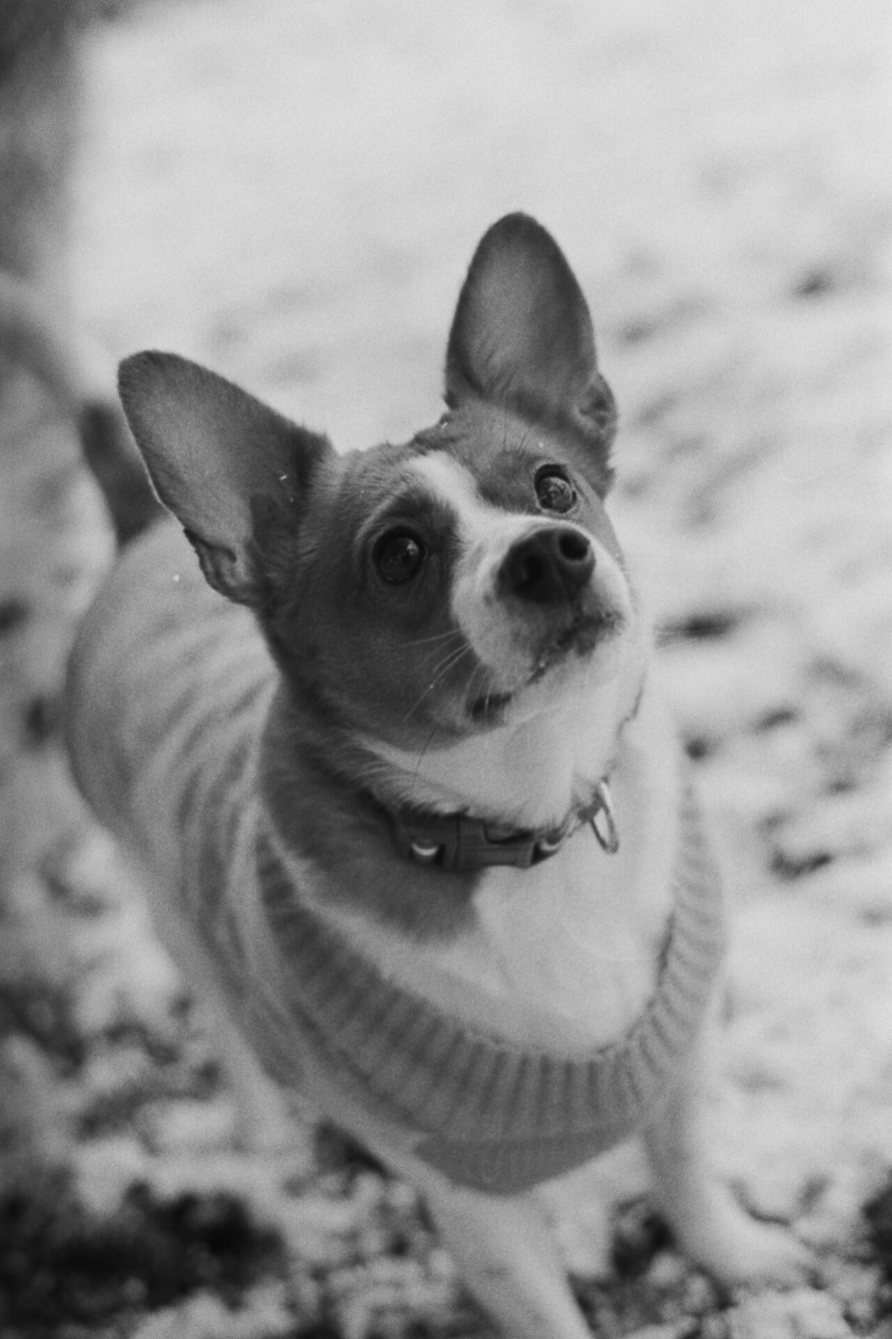 First shots with the Minolta X-370