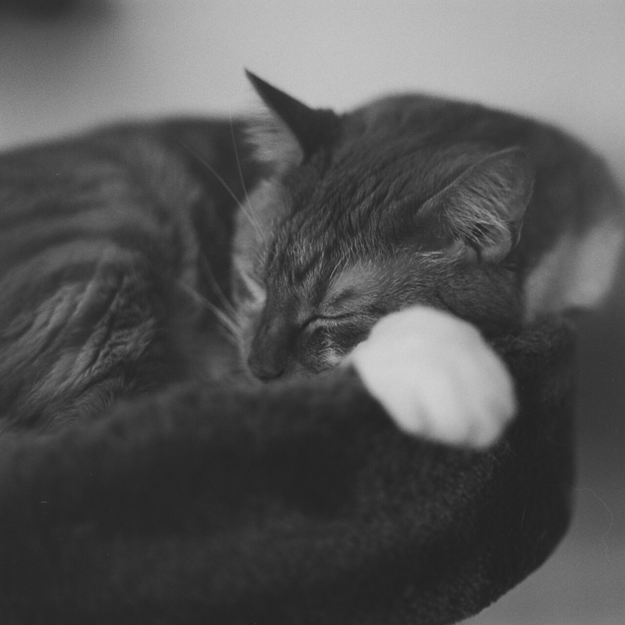 First shots with the Mamiya C33