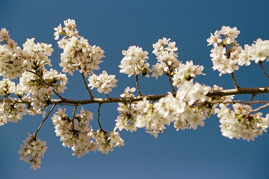Spring is beautiful, and so are you.